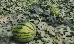 寿光吃瓜爆料视频最新版,揭秘背后惊人真相